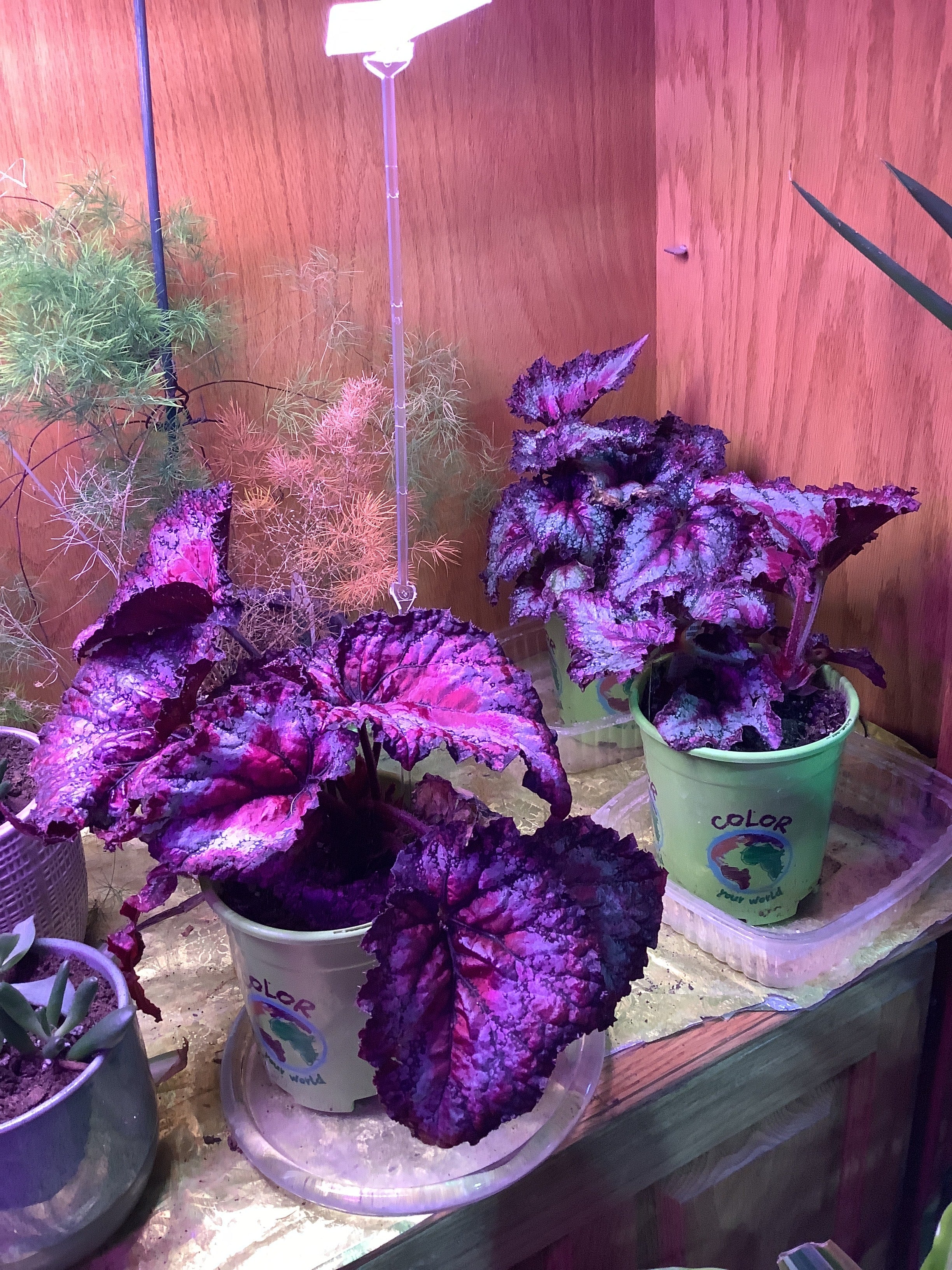 K Rex Begonia
