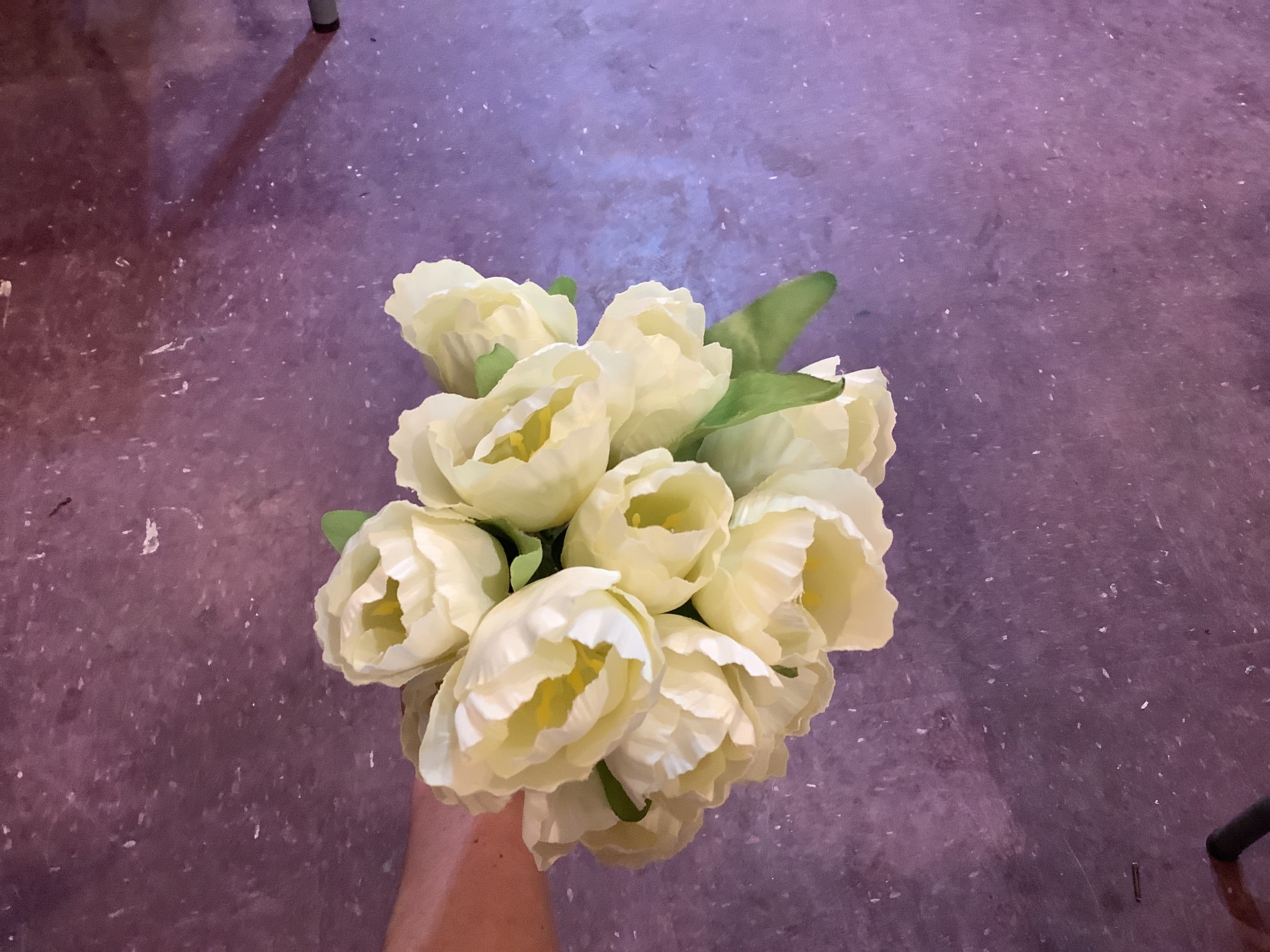 K-Holland tulip