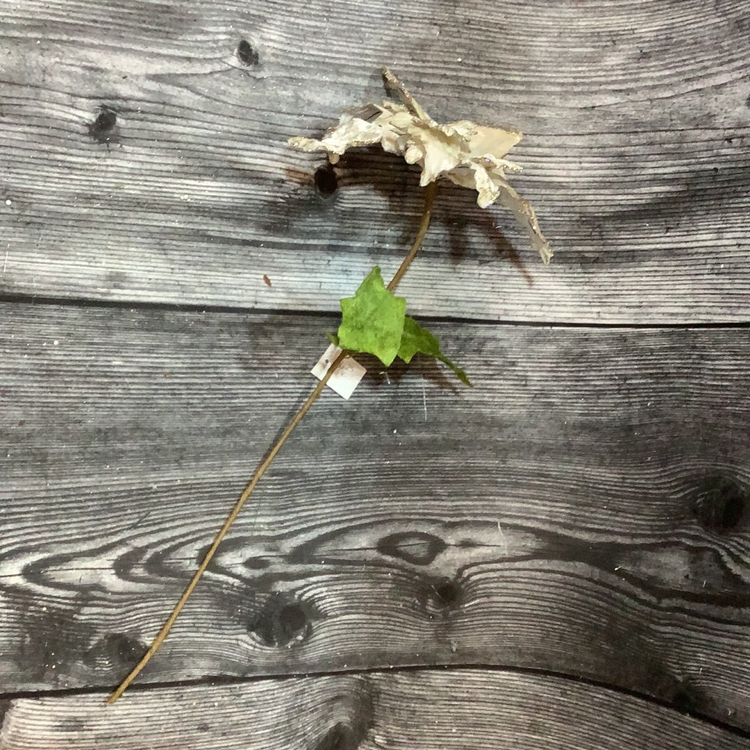 K 24” Cream Poinsettia Spray