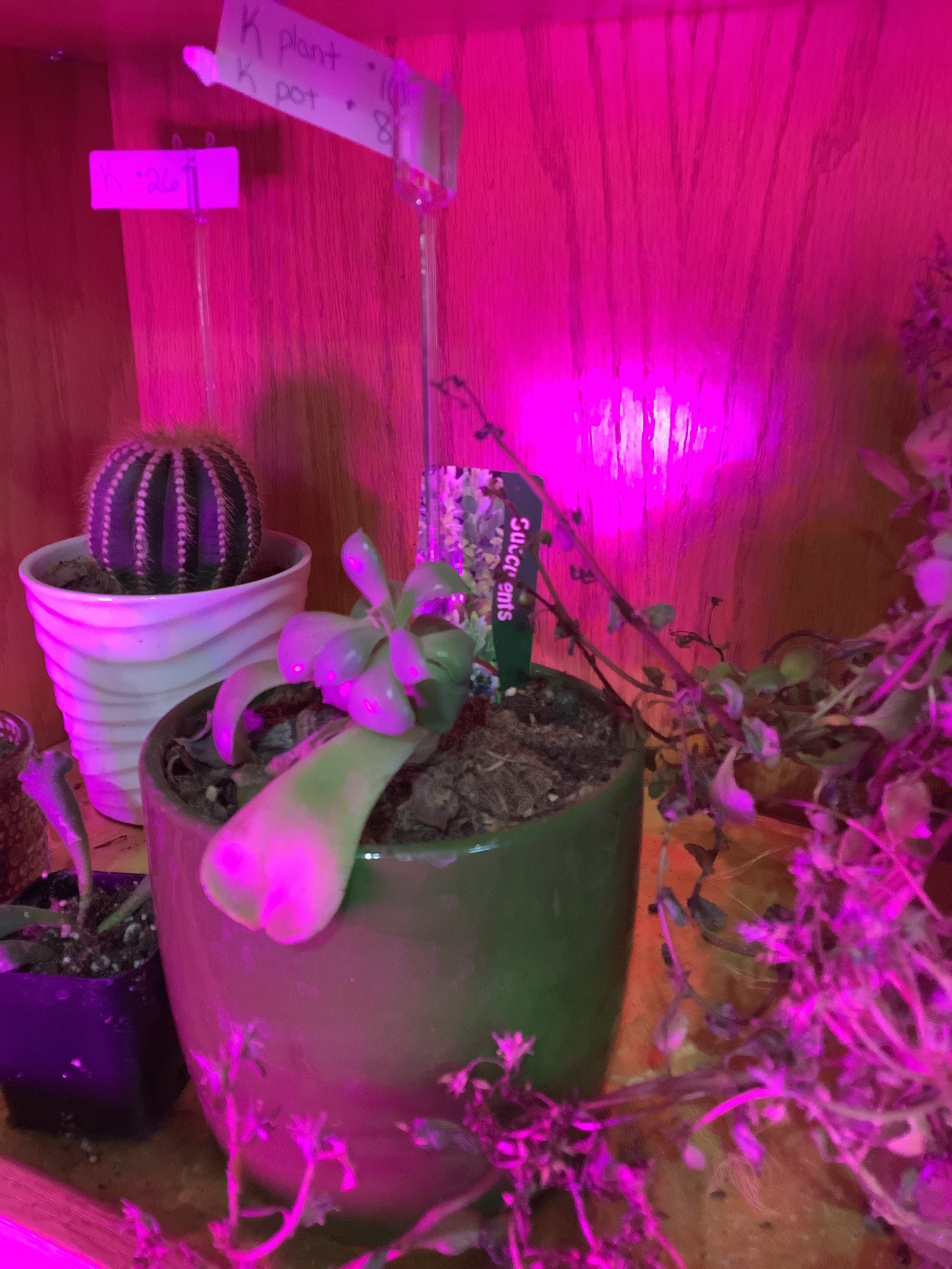 K succulent