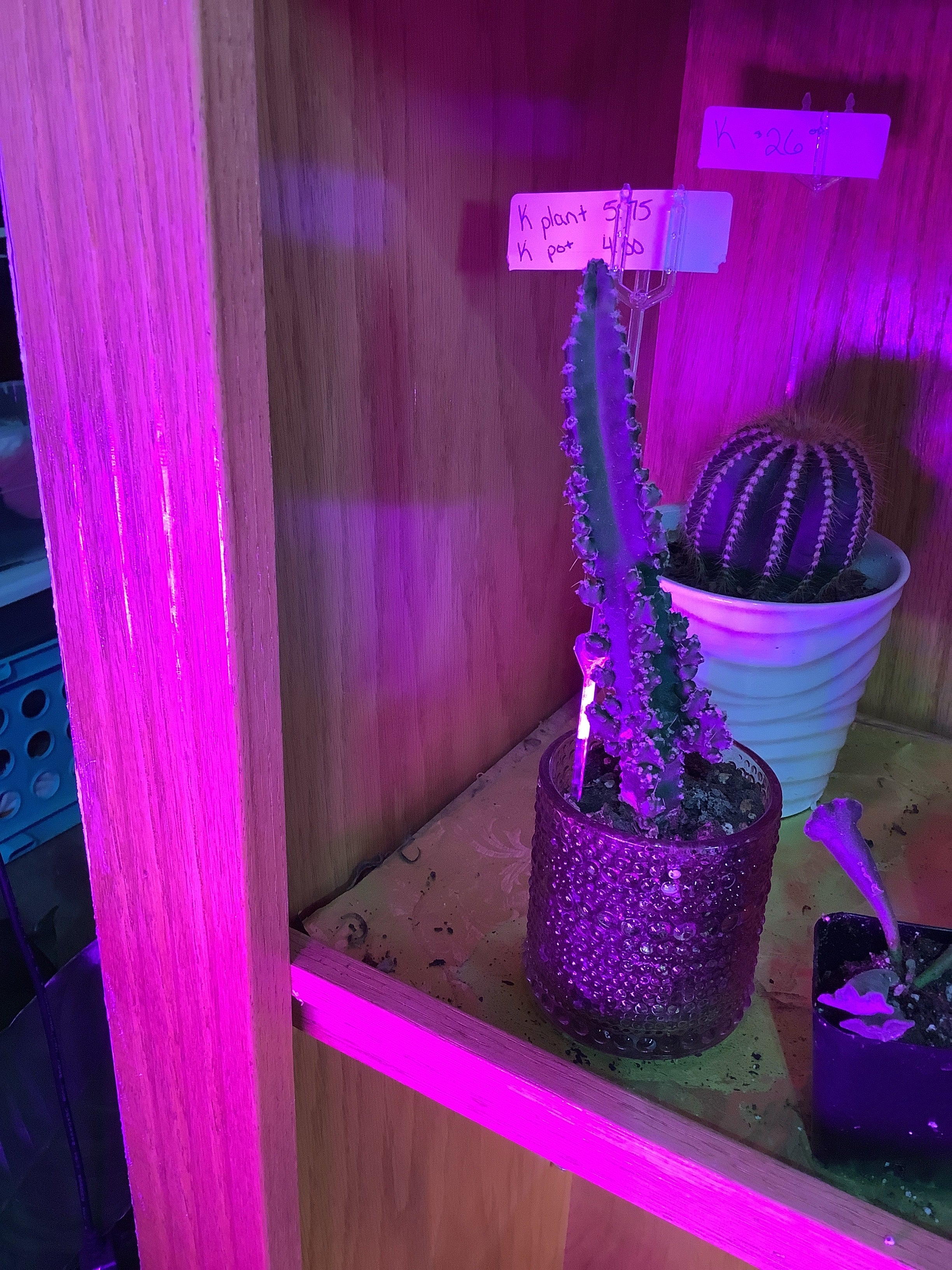 K skinny cactus