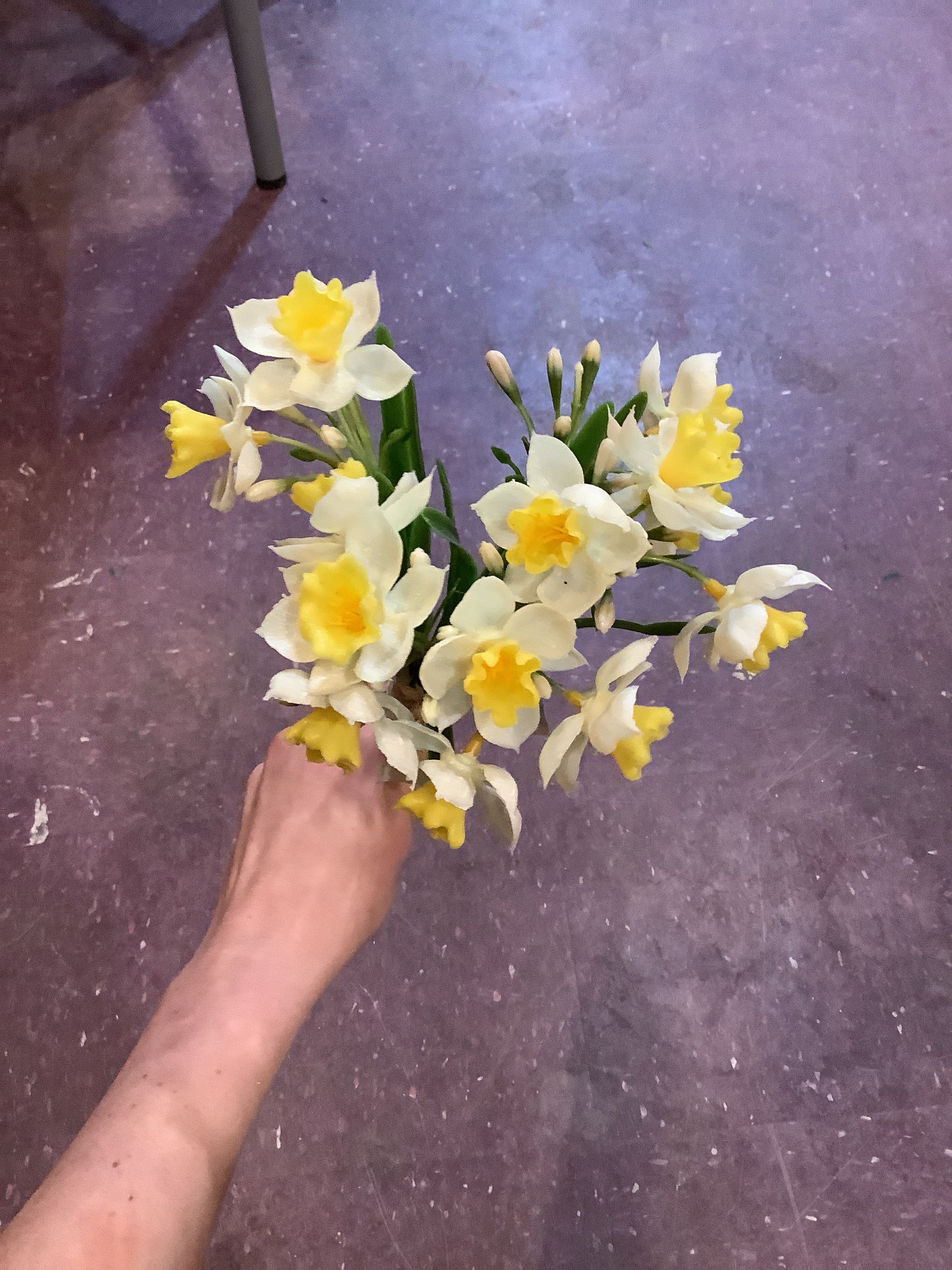 K – narcissus bundle￼