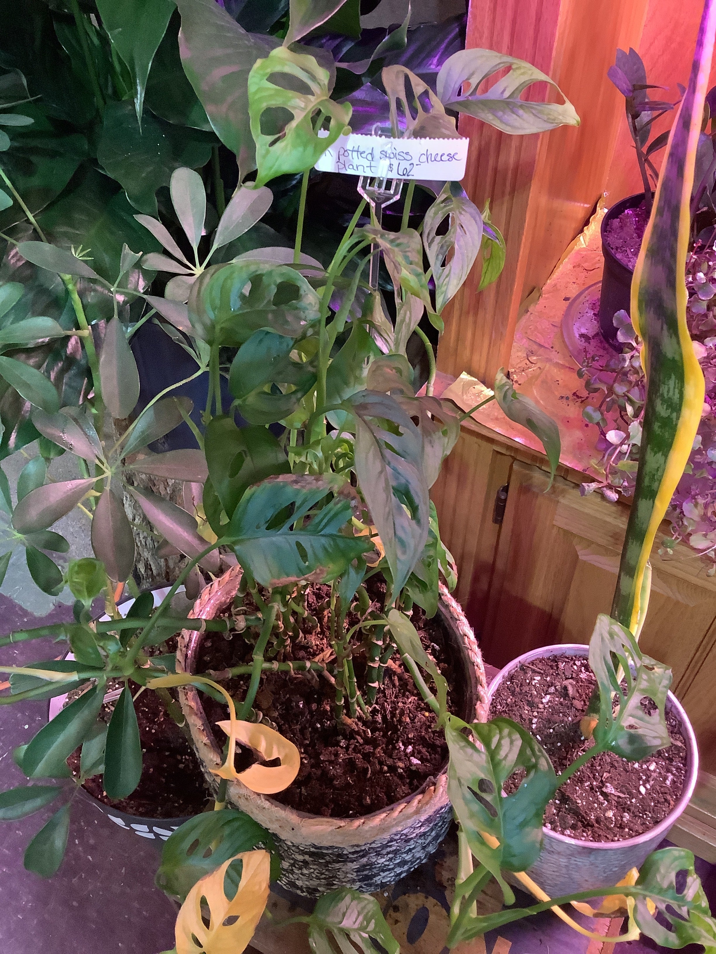 K Potted Swiss Cheese Plant