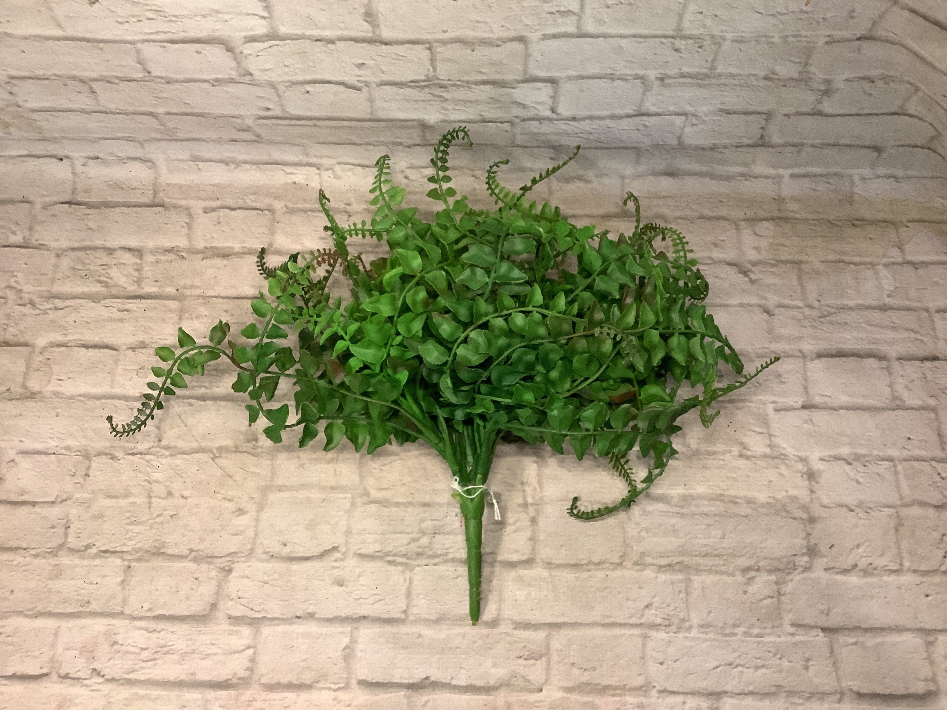 K wild grass fern bush