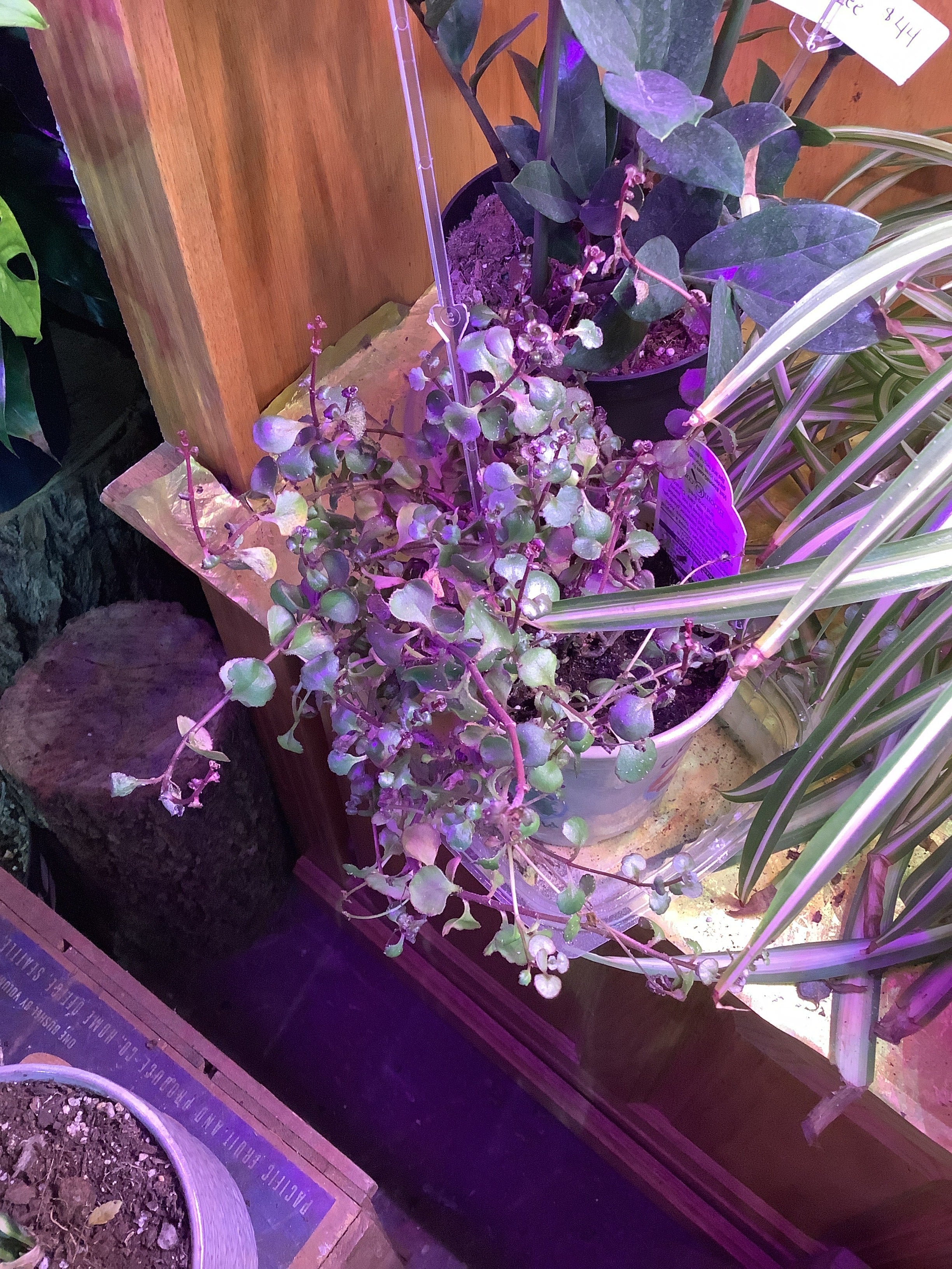 K Red Sedum