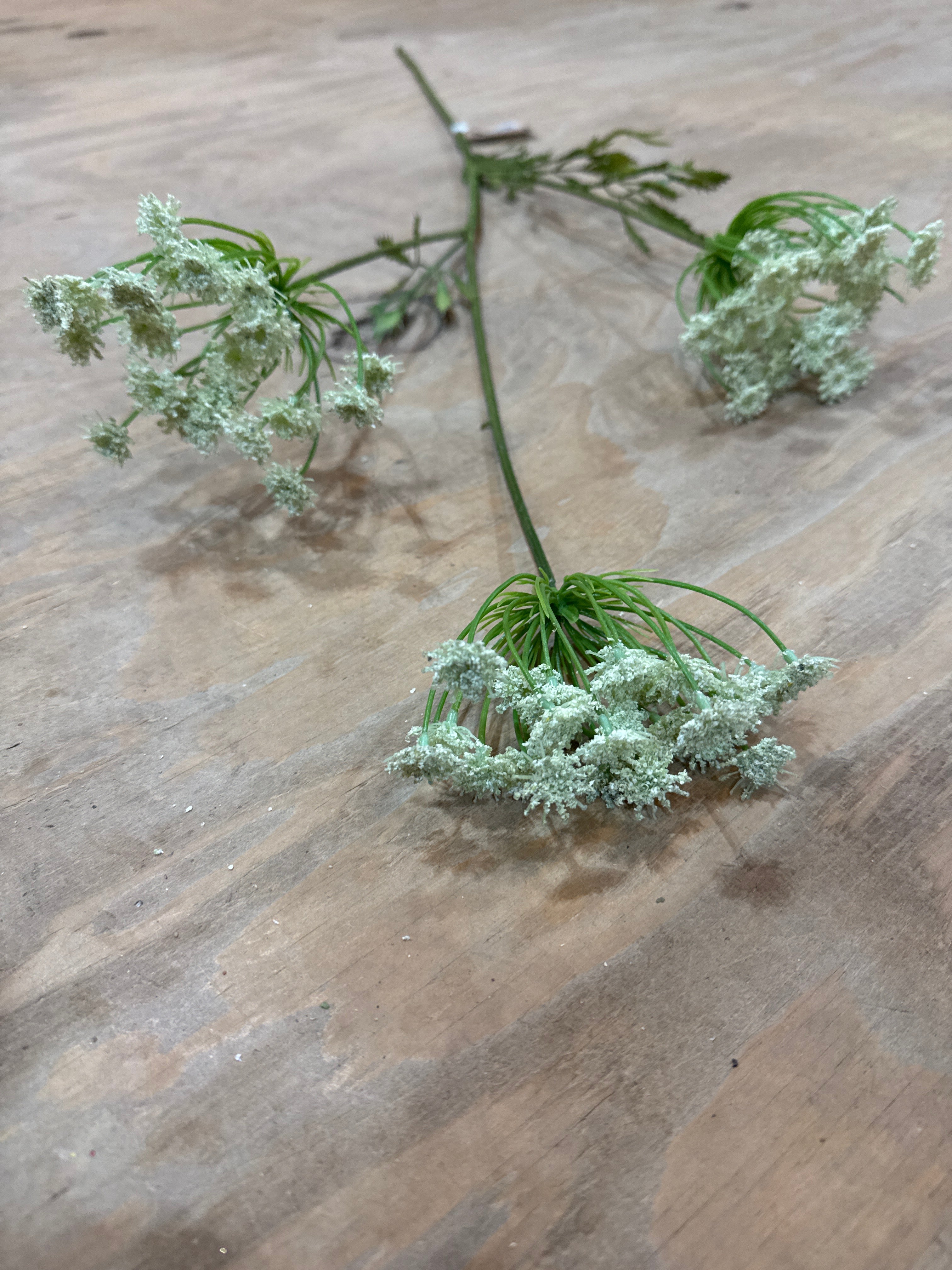 K Queen Anne’s Lace
