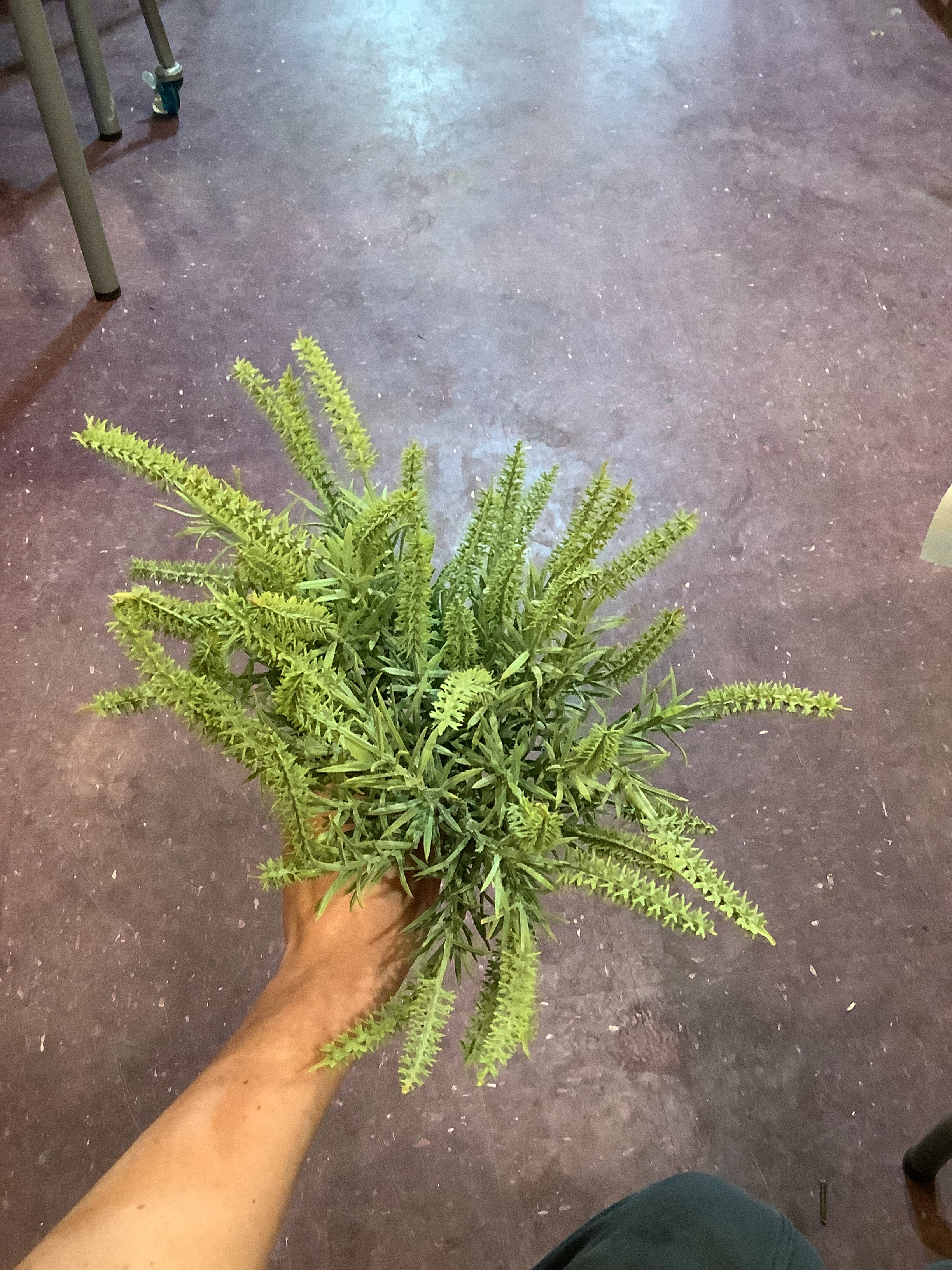 K-Astilbe bundle