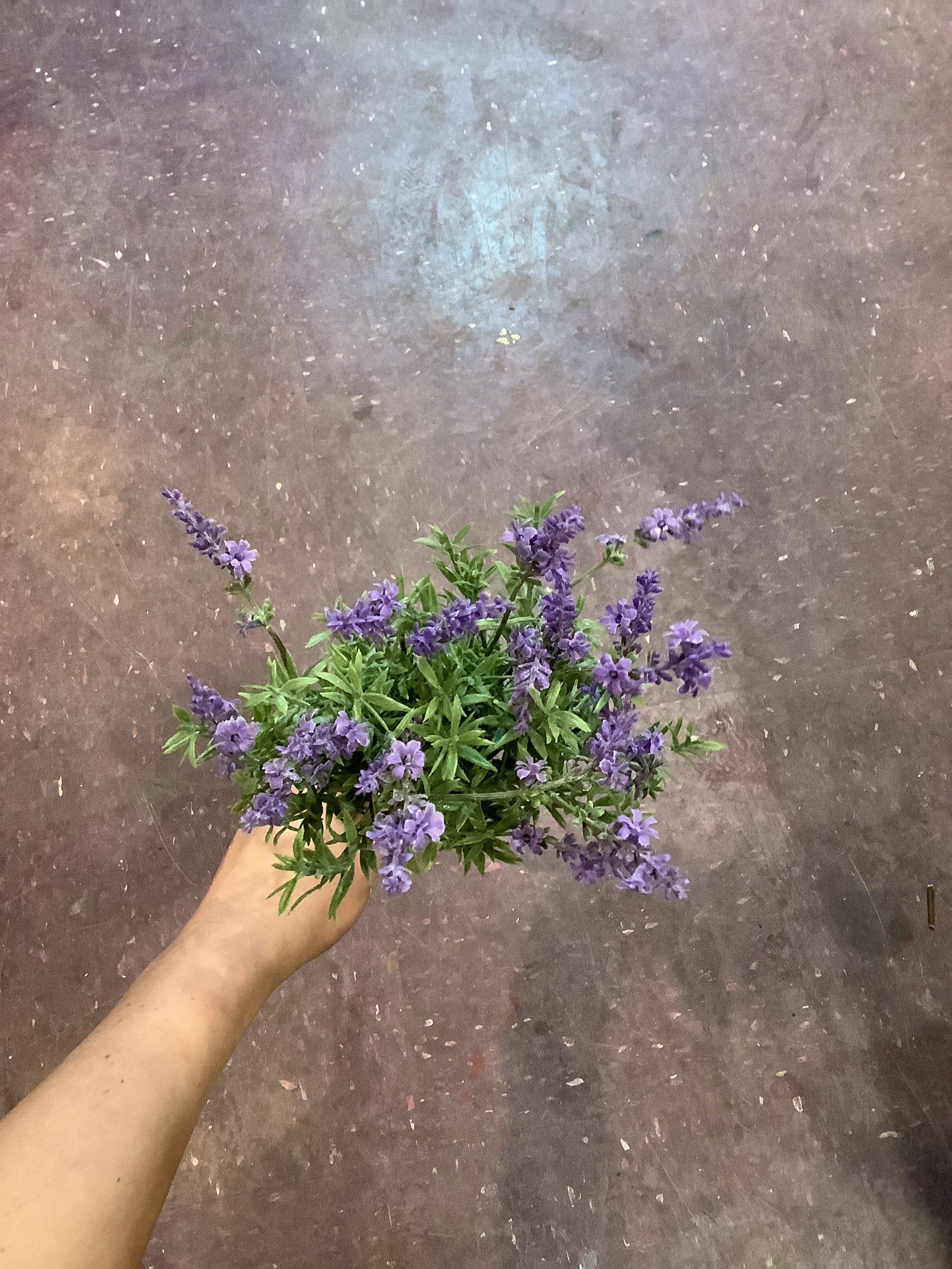 K-Lavender bundle