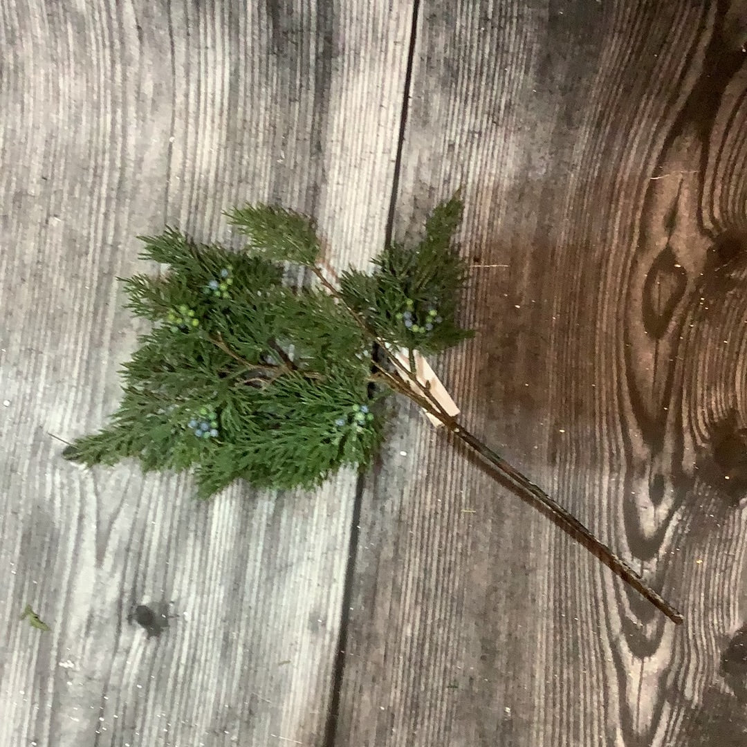 K 20” Seeding Juniper Pick with Blue and Green Berries