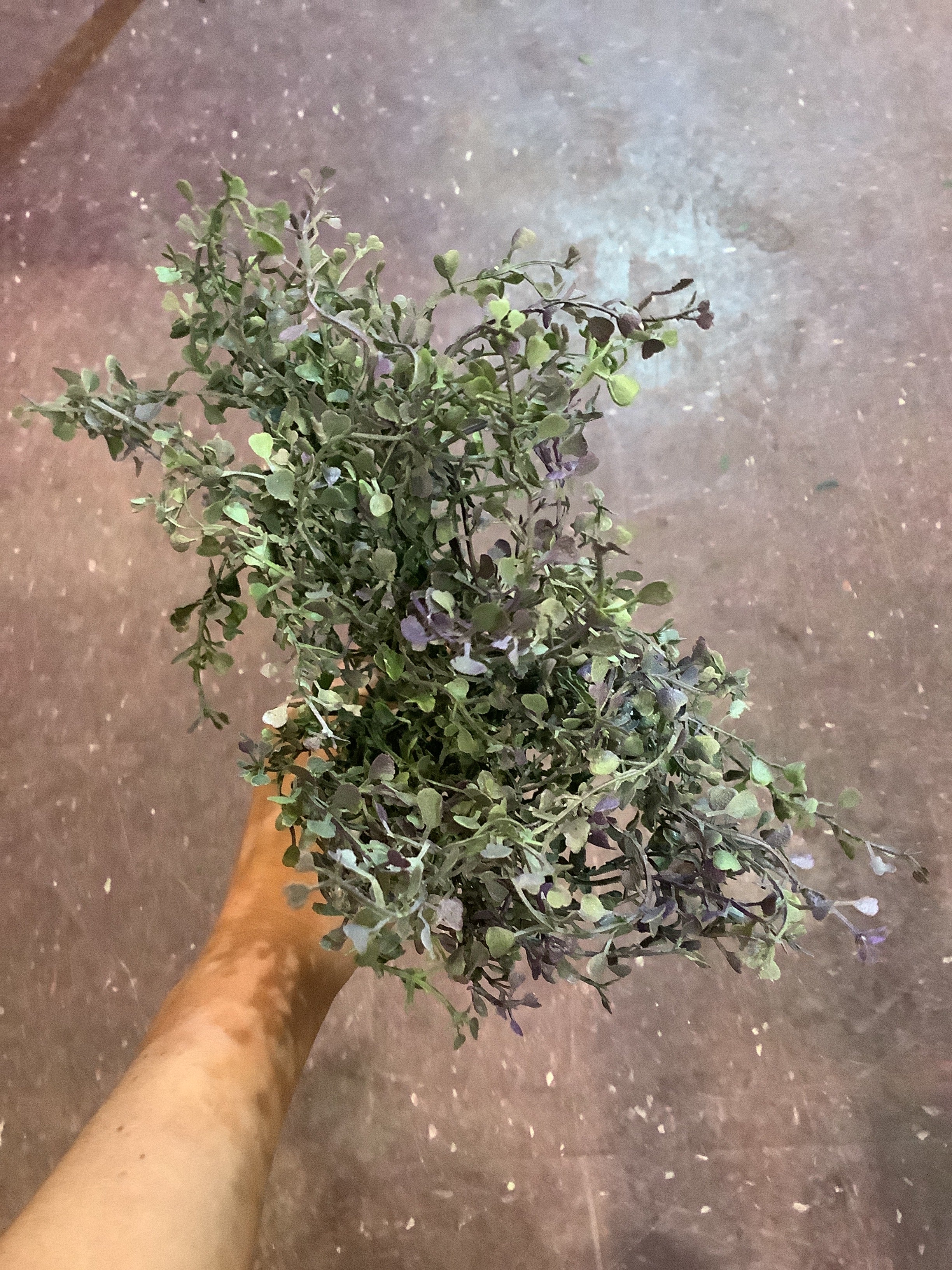 K-Privet mint bundle