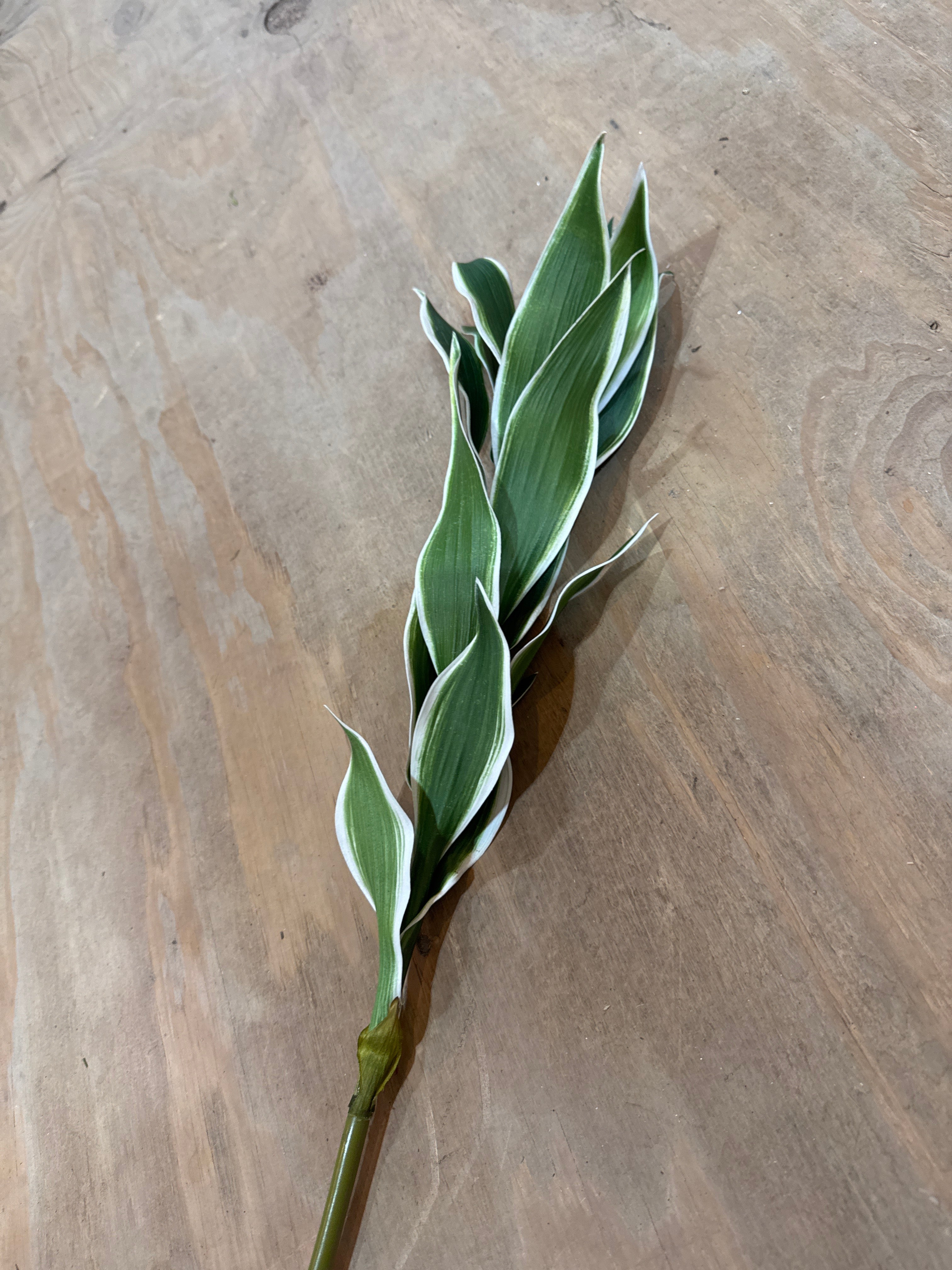 K Dracaena