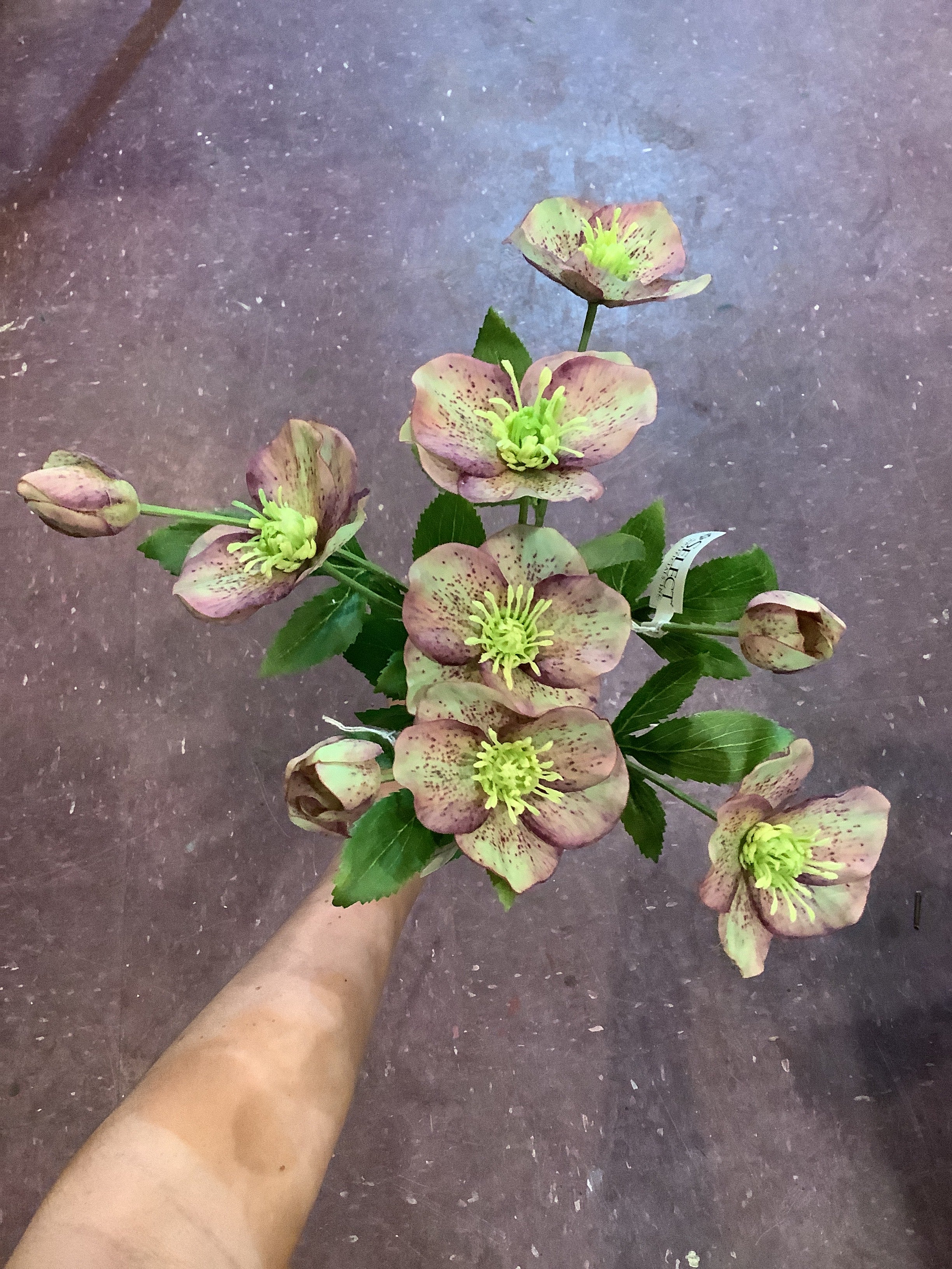 K- pink Hellebore Spray