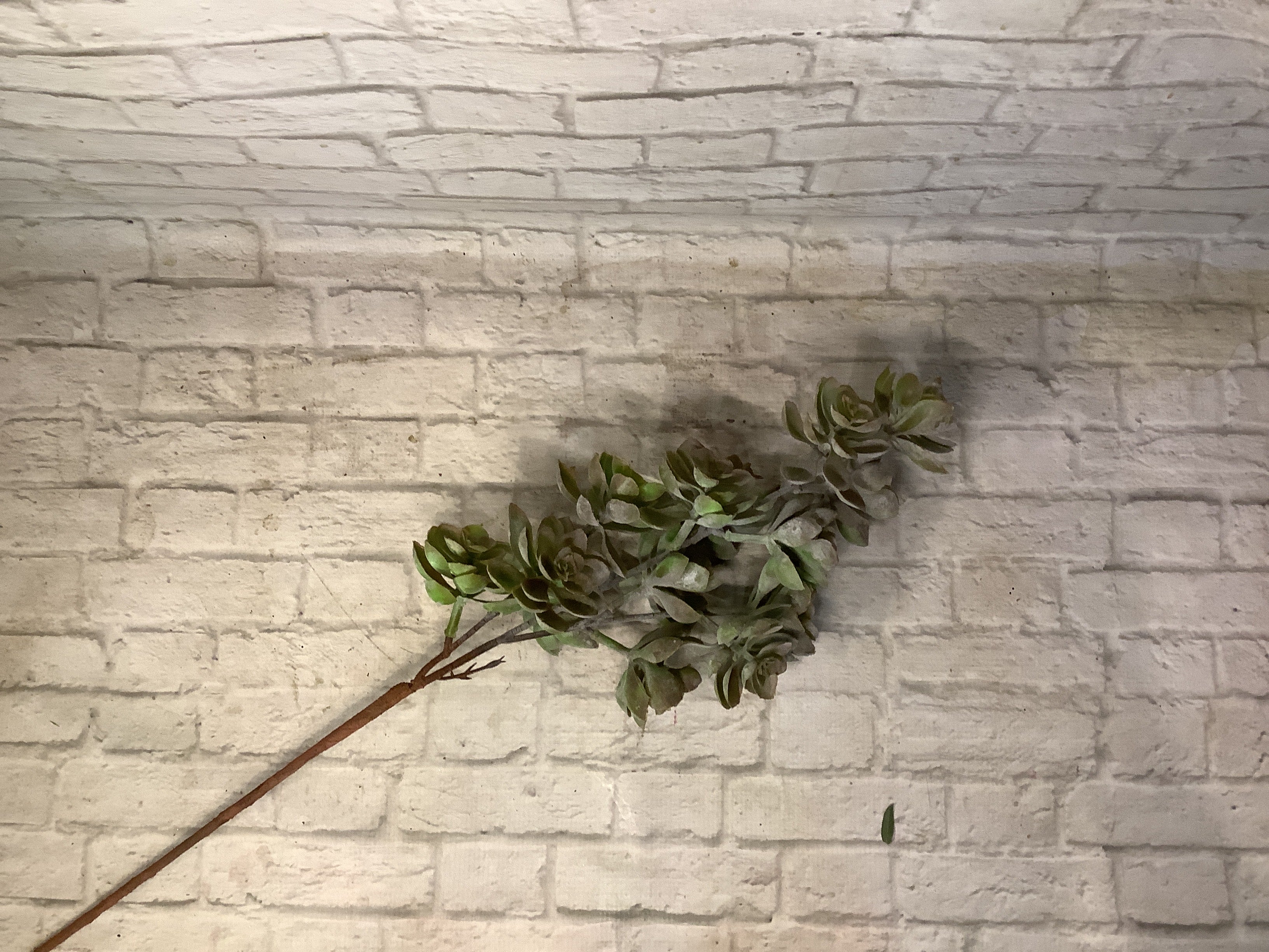 K succulent stem-green