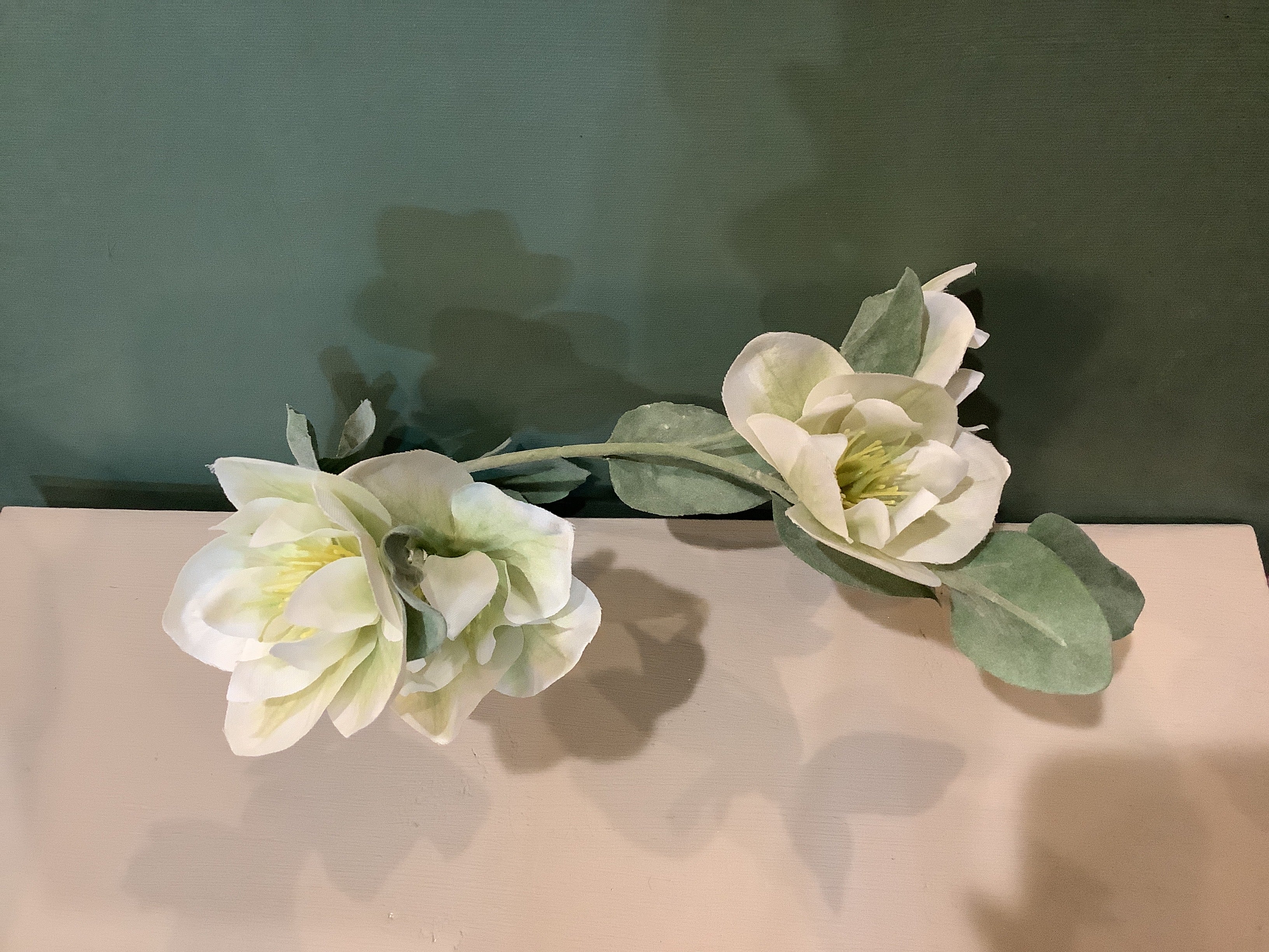 K- Hellebores