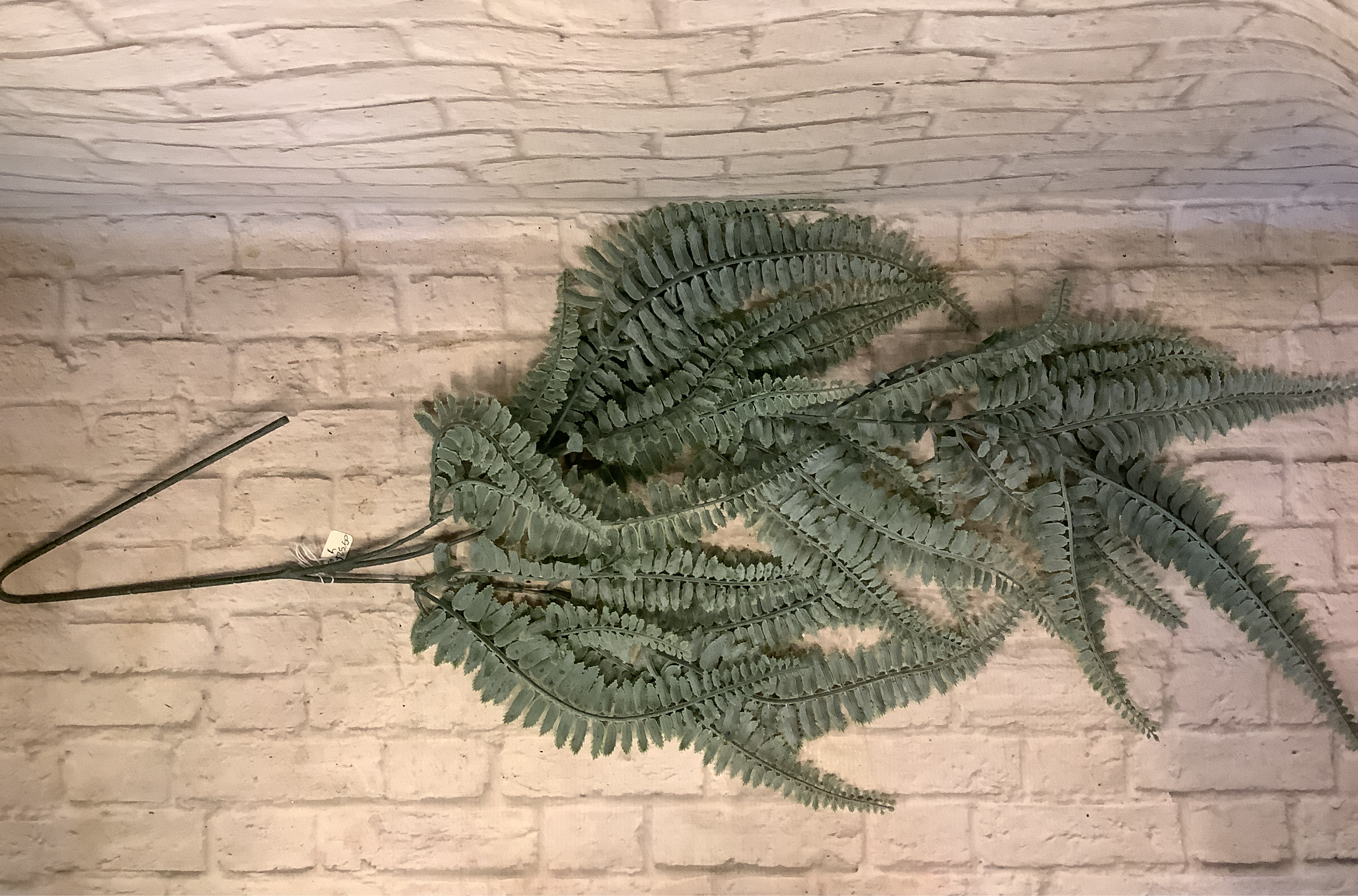 K Hanging fern