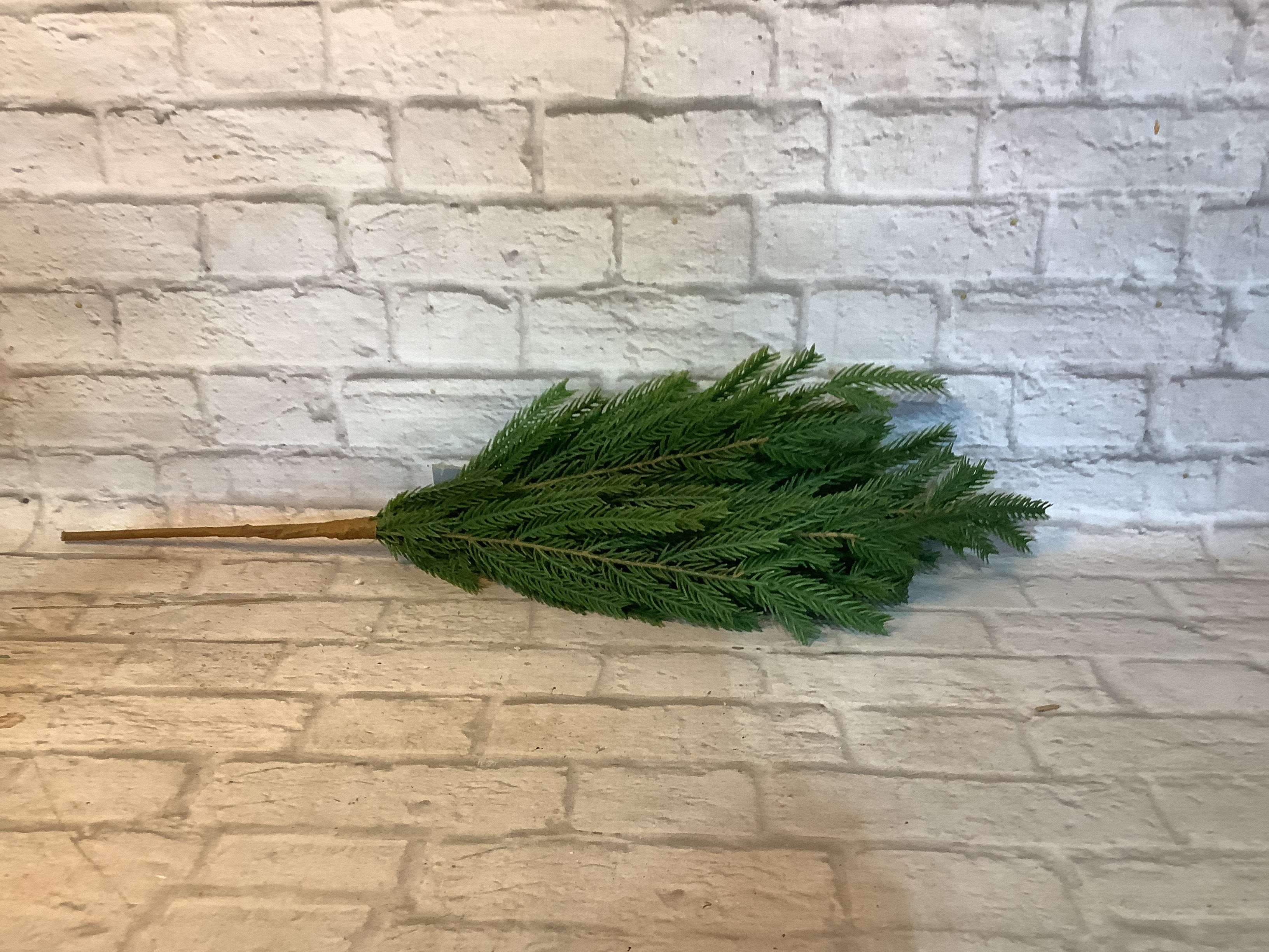 K Norfolk pine brush 20’ green