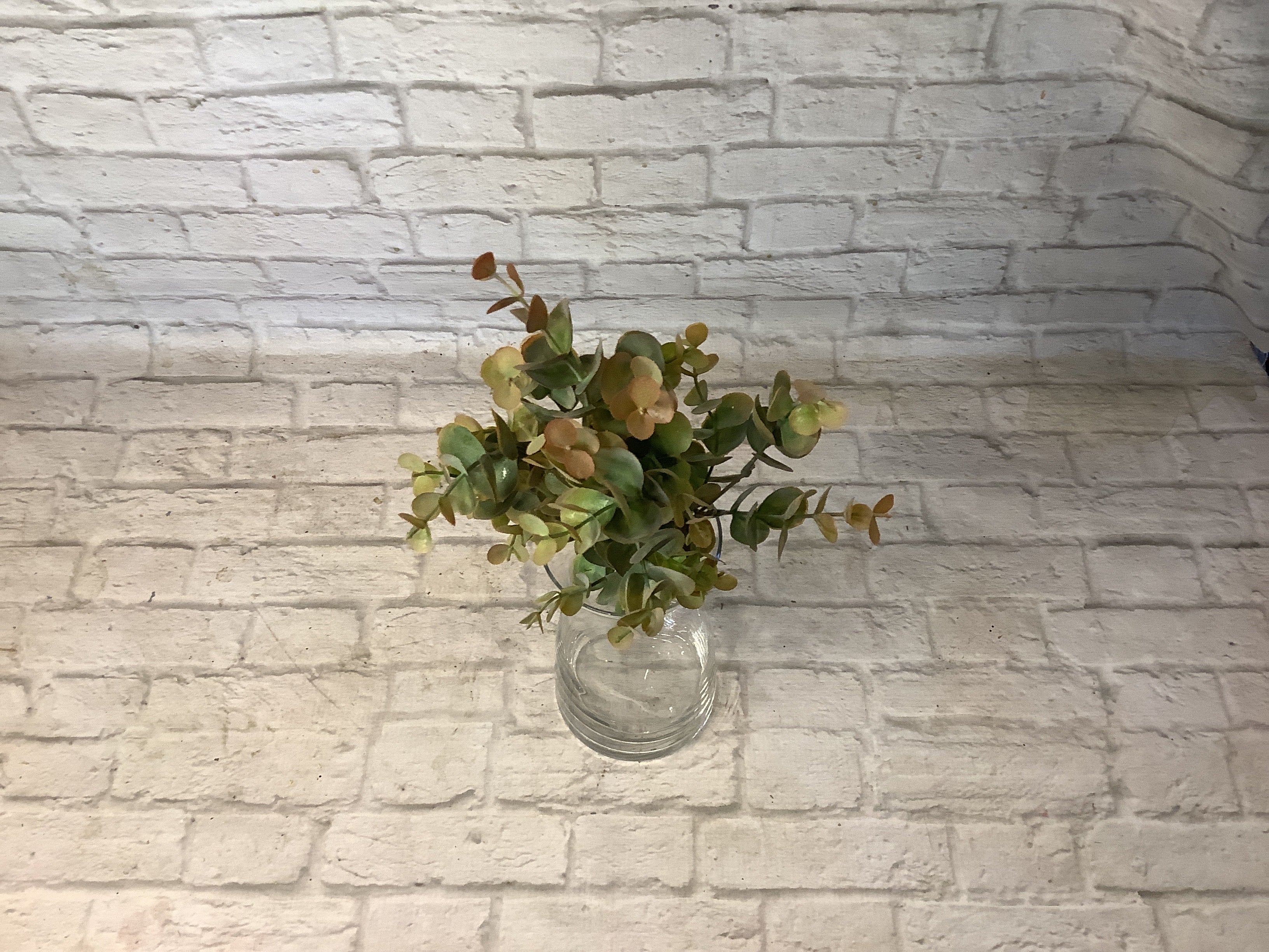 K 13” Eucalyptus Bush