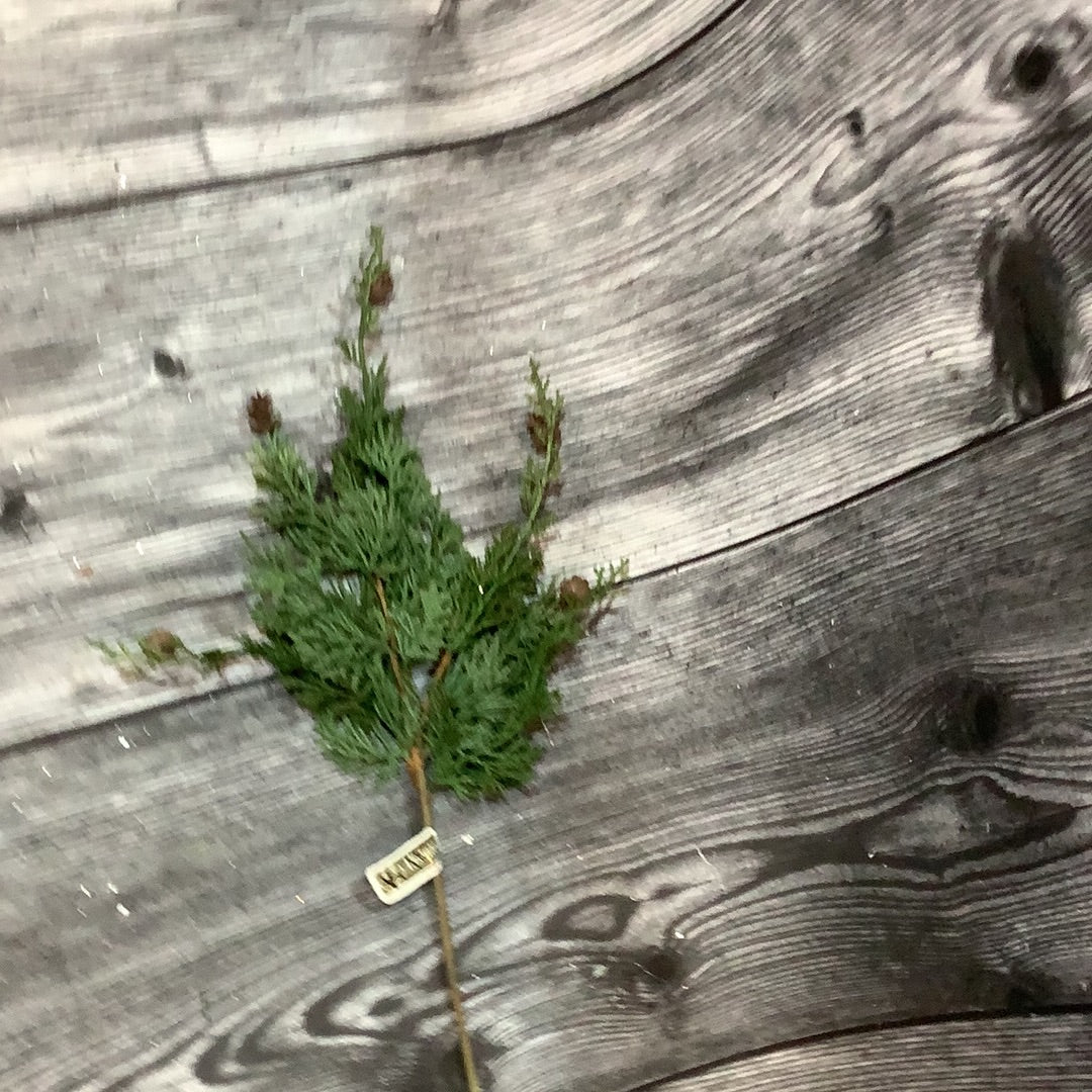 K 21” Cedar Pine Cone Spray