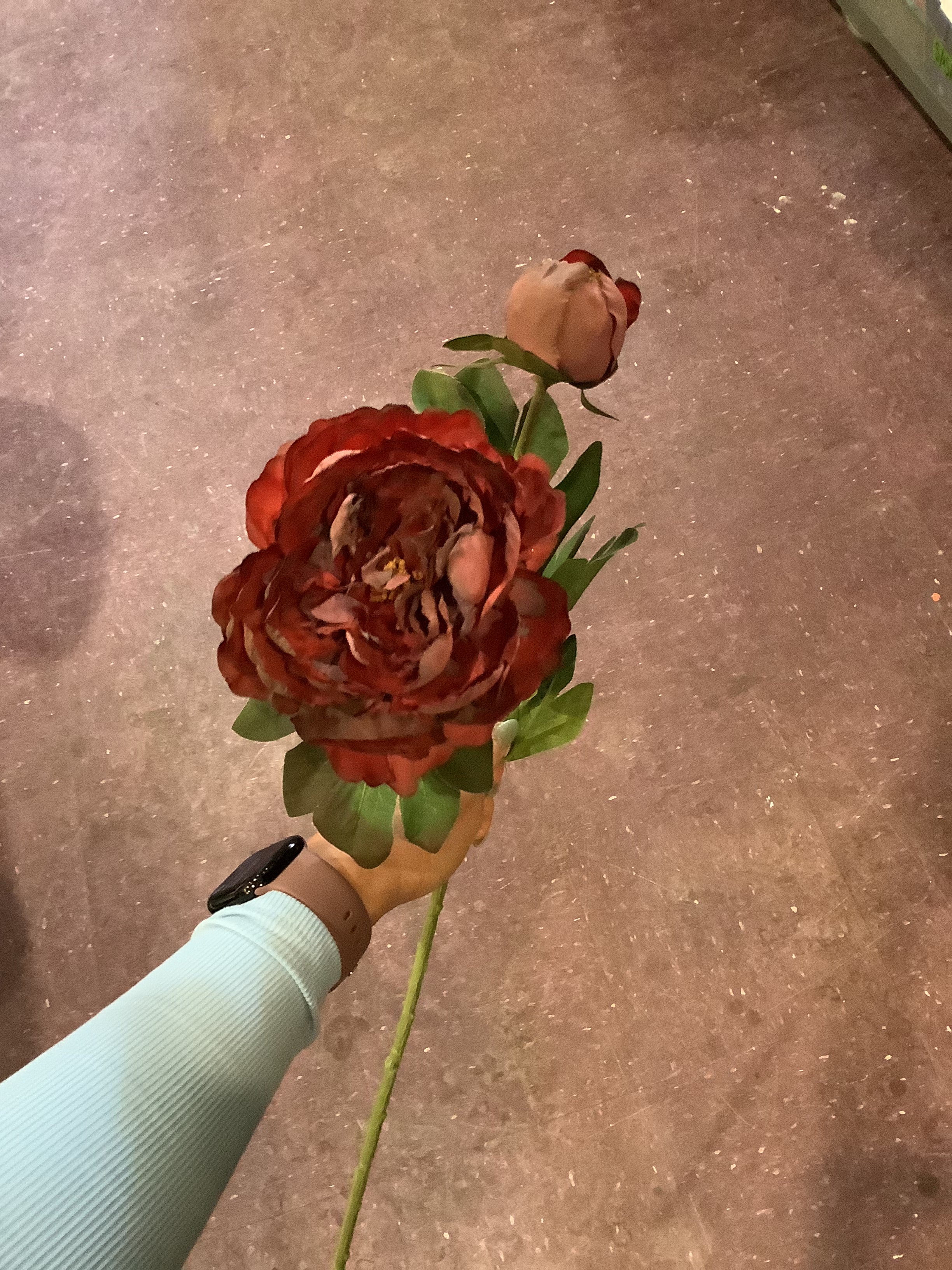 K dark red flower stem
