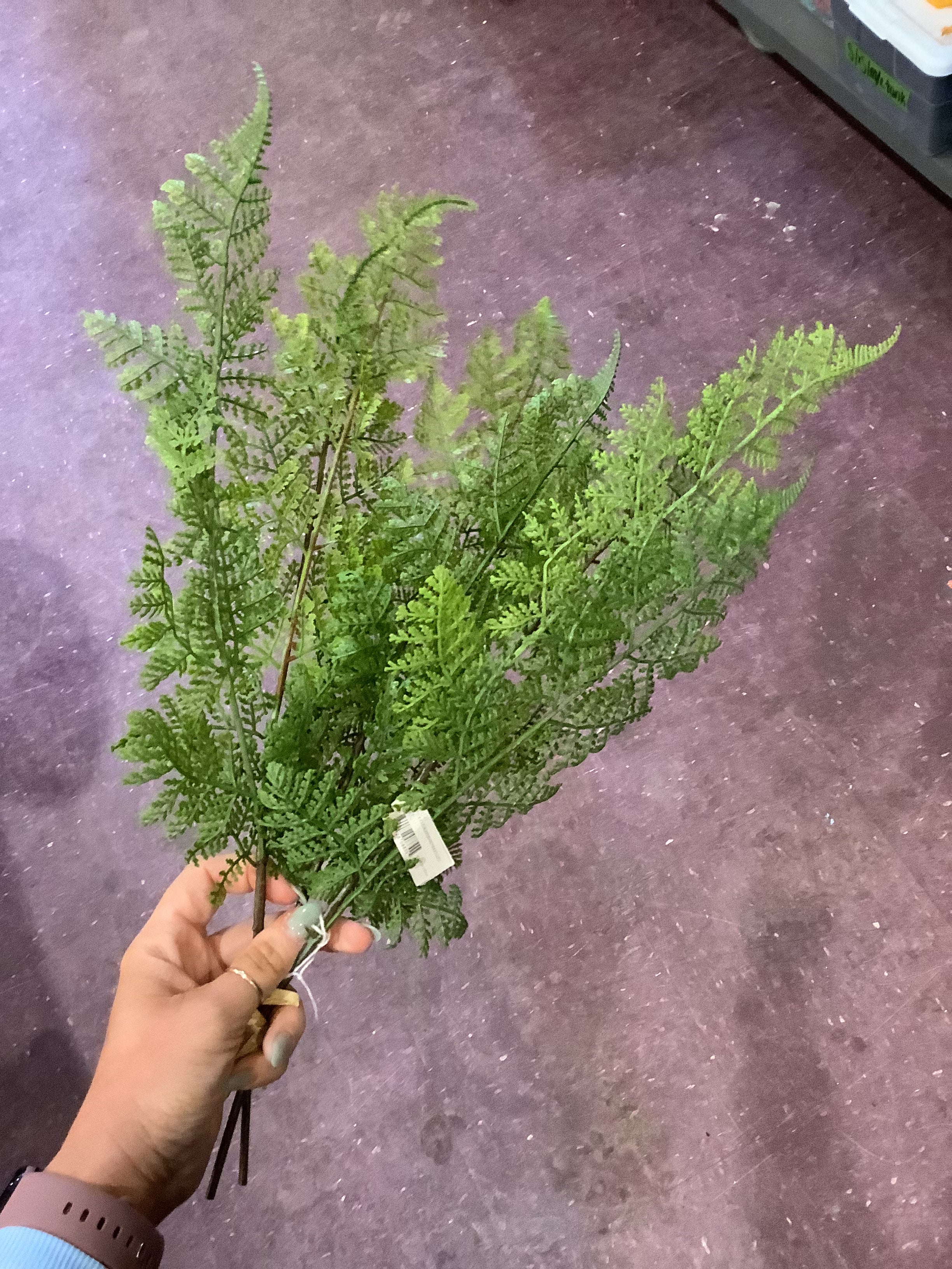 K fern bundle