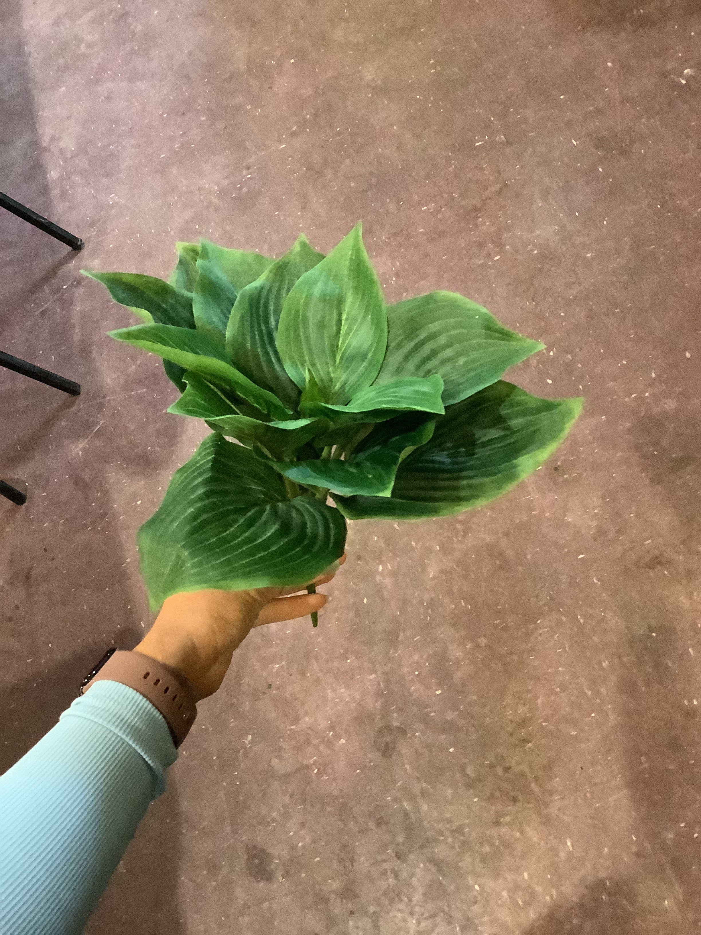 K hosta bundle