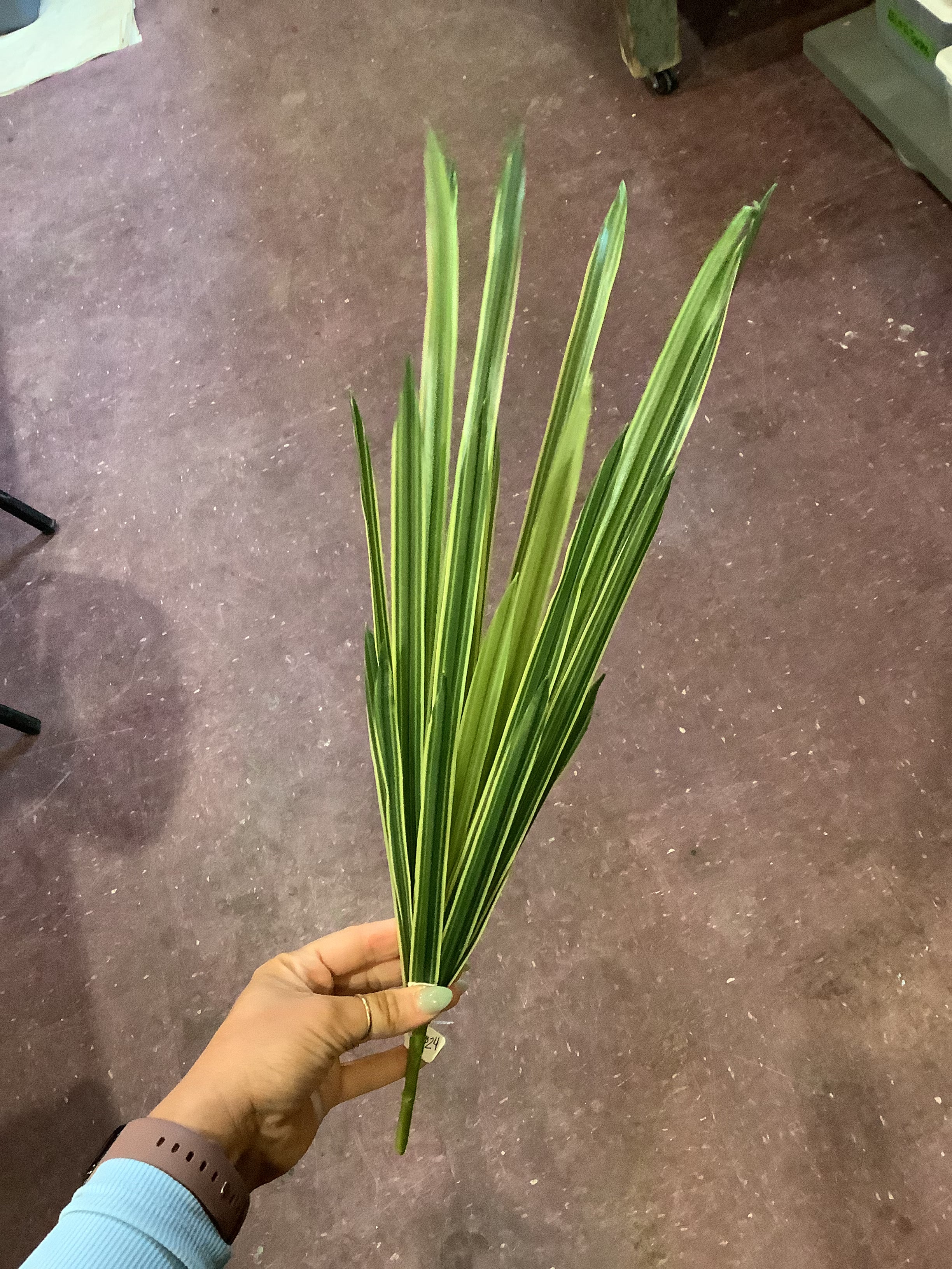 K spring greens