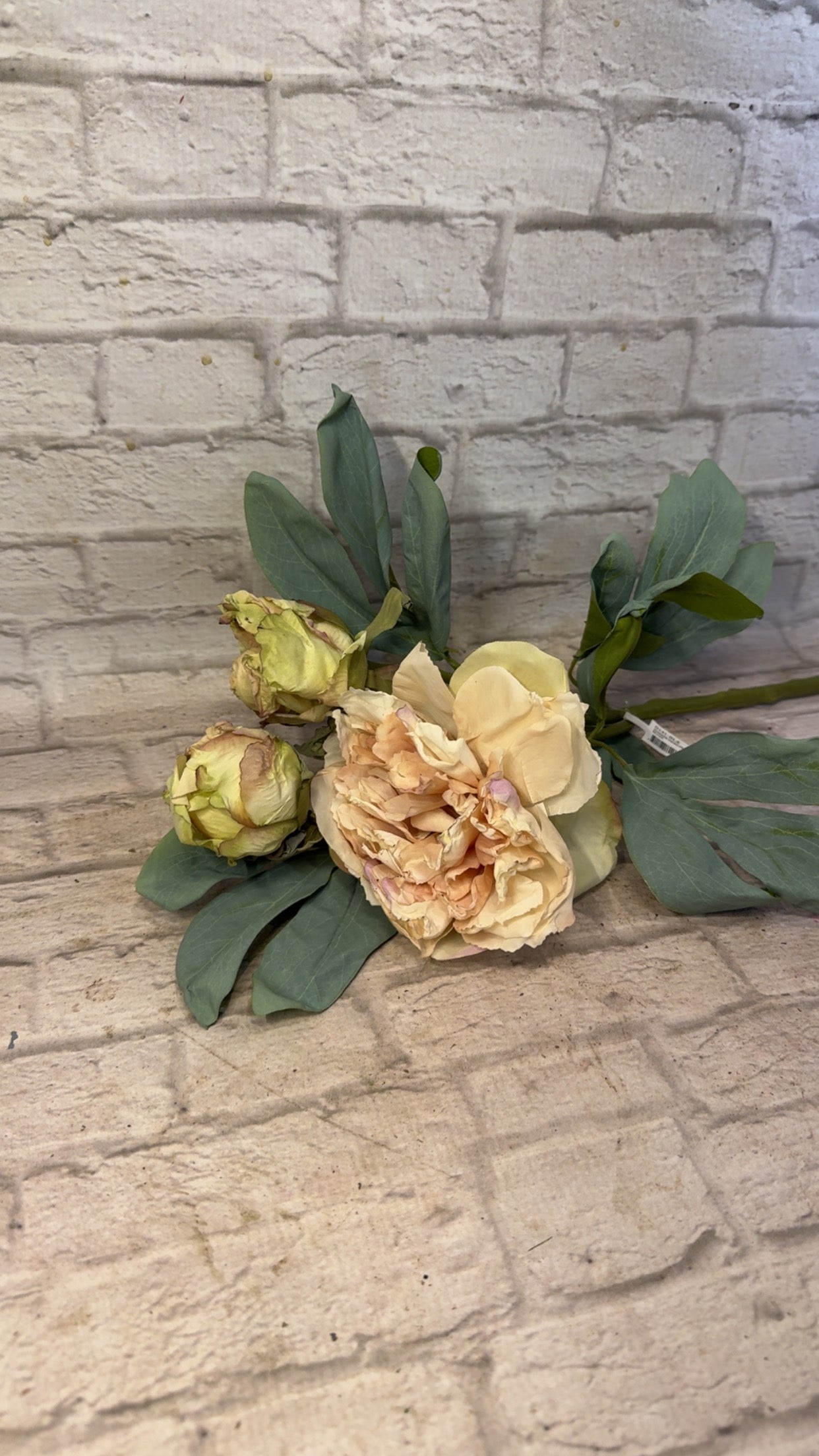 K Summer Dried Peony
