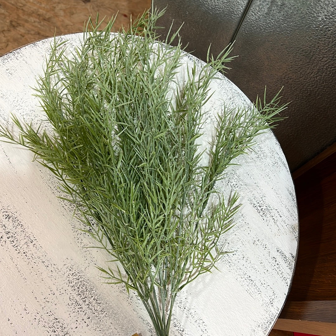 K 25” Springeri Bush