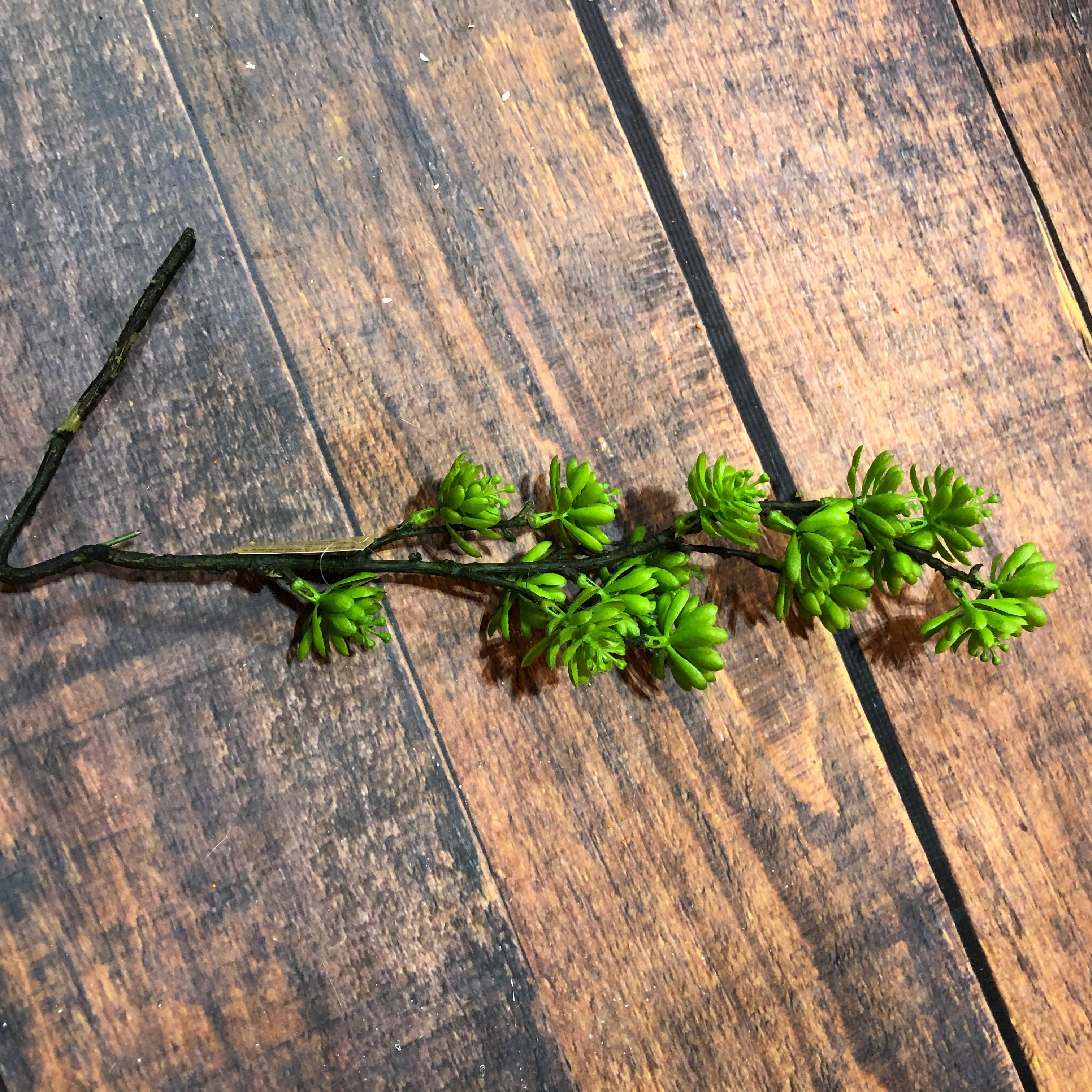 K Succulent Spray