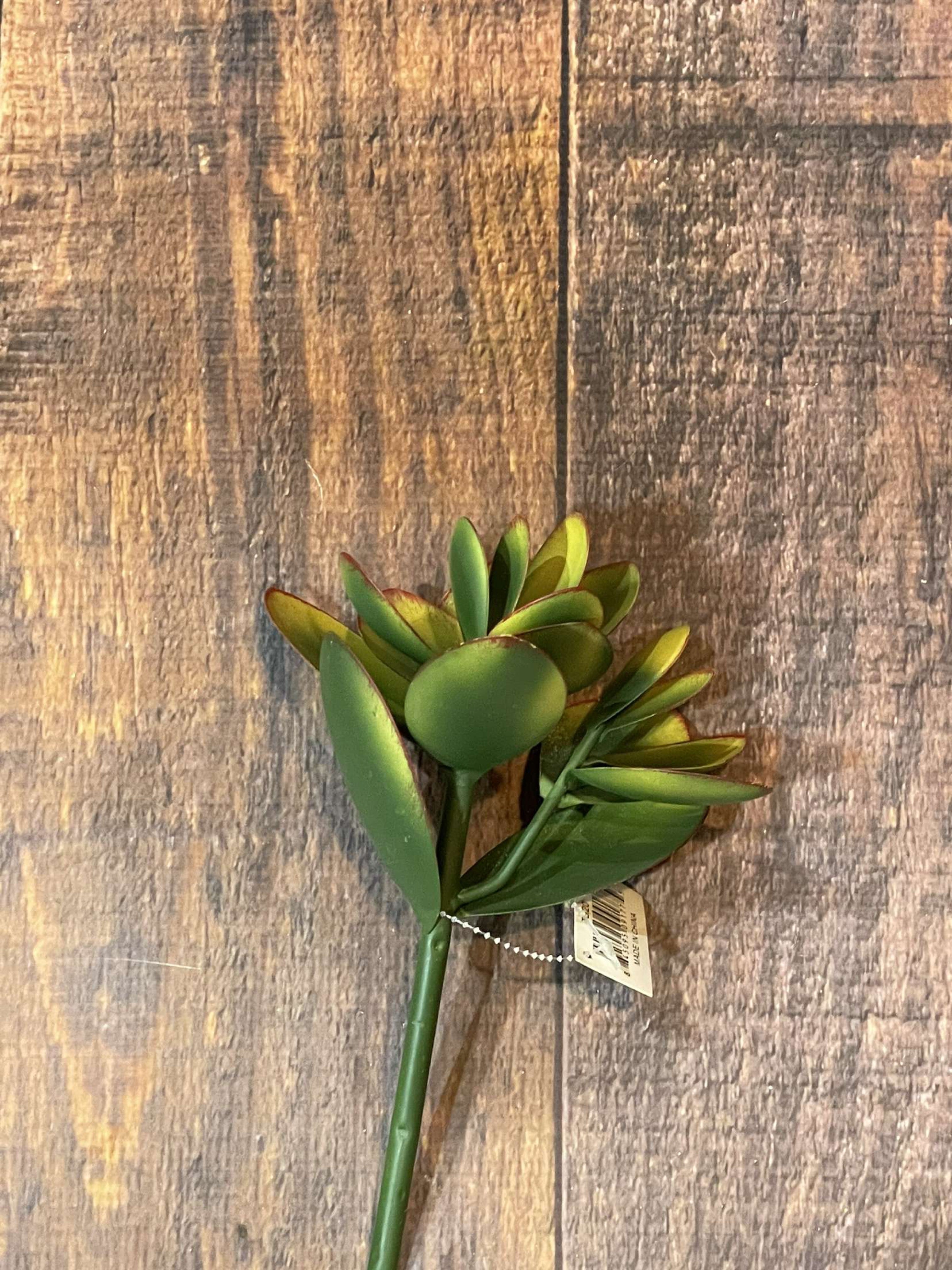 K Metal Succulent